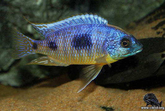 Otopharynx Heterodon "Royal Blue Hap"