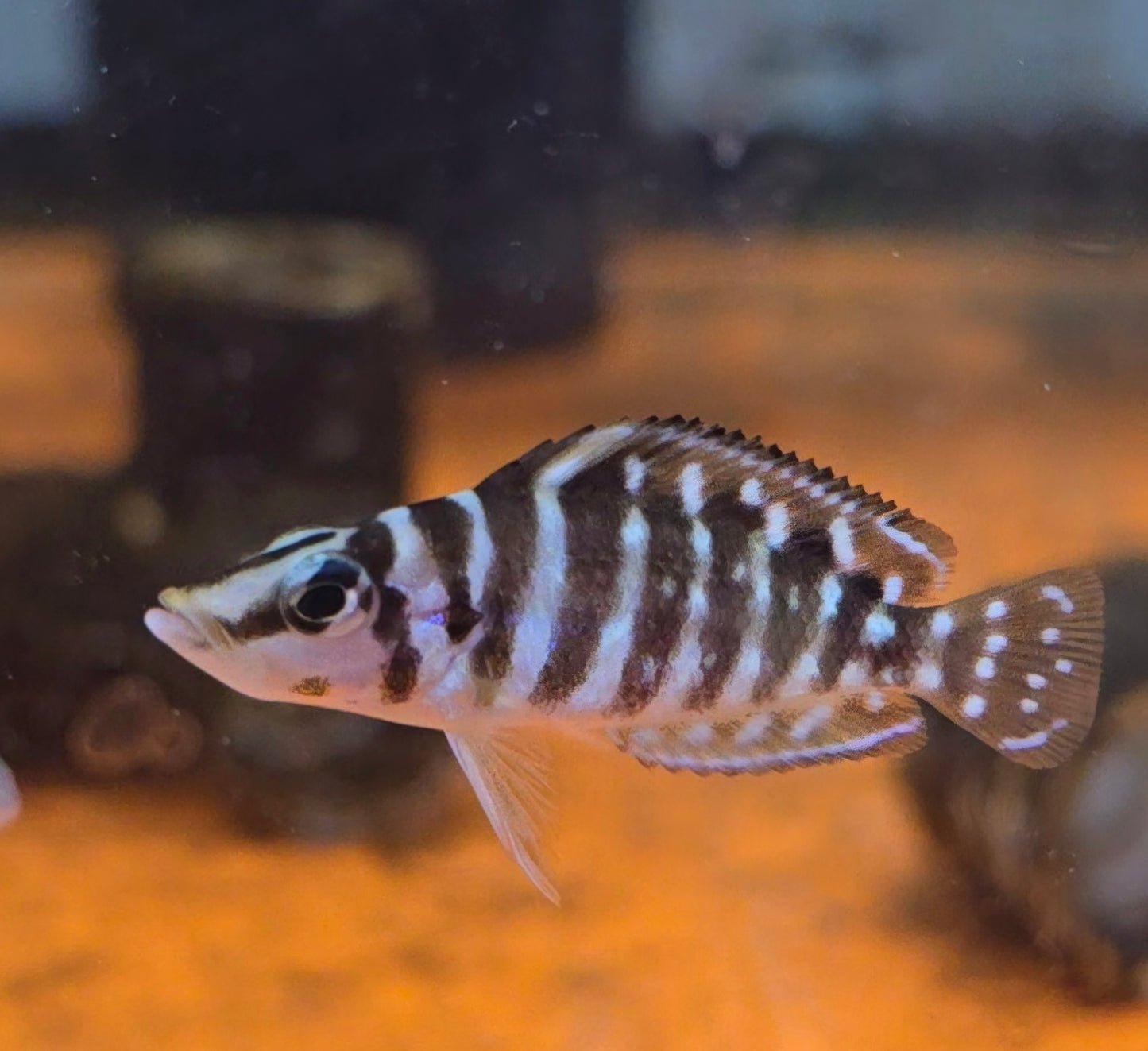 Altolamprologus Calvus "Ink Fin"