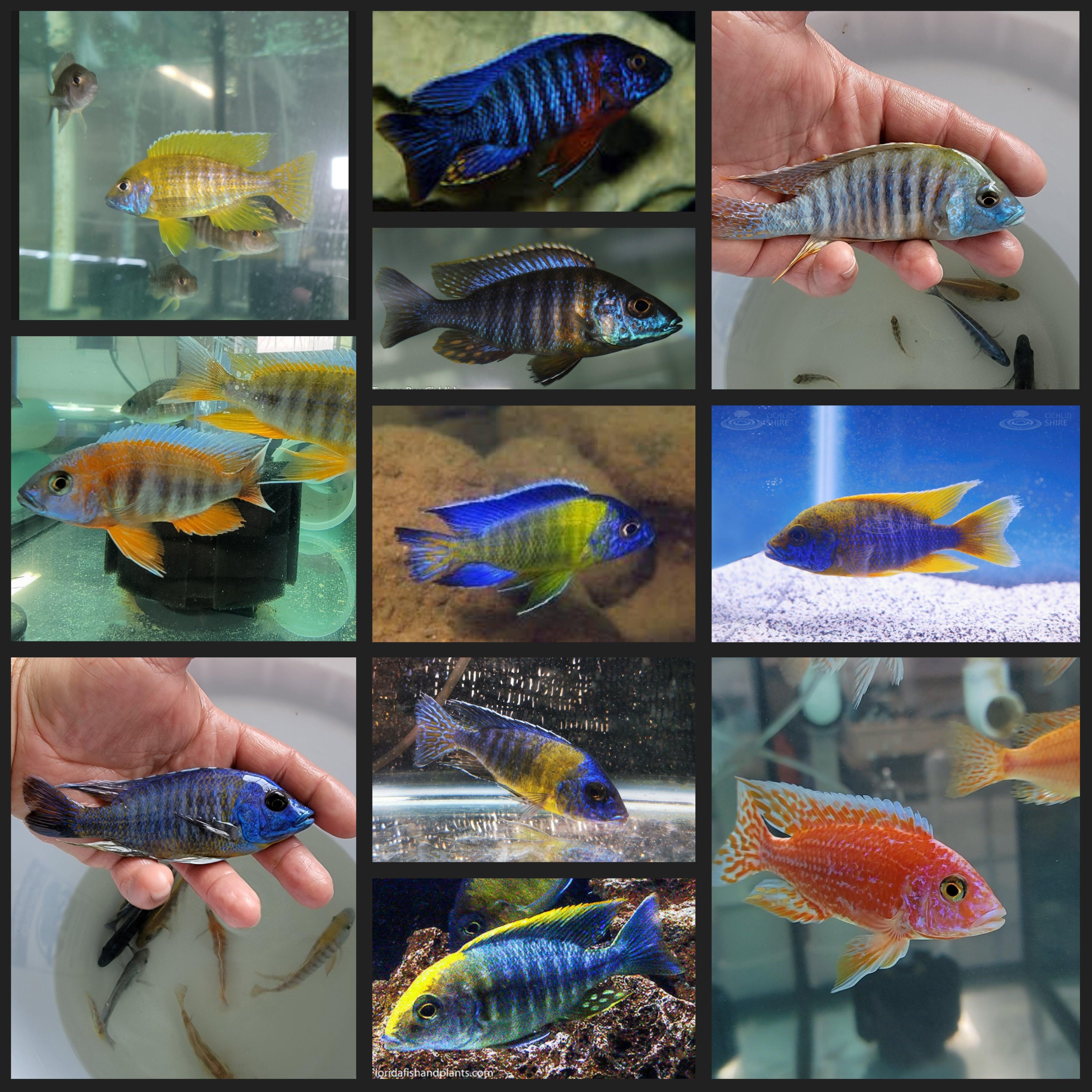 Aulonocara Large Male Assorted Mix 5 fish – Sanctuary Cichlids