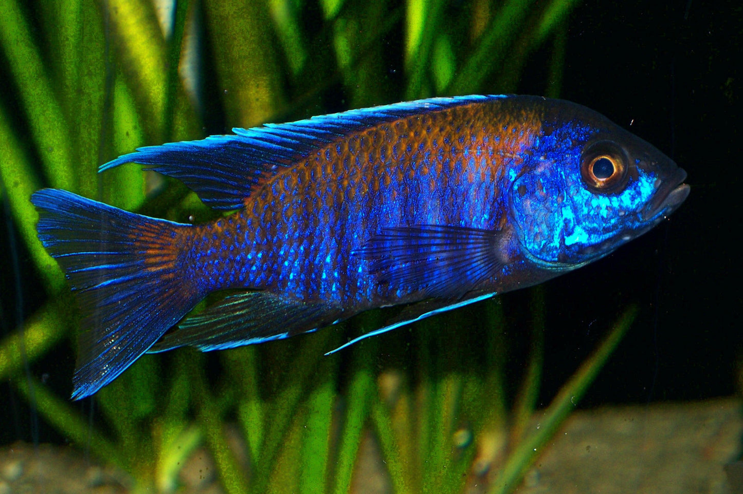 Aulonocara Walteri - Sanctuary Cichlids