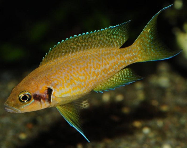 Neolamprologus Helianthus (Sunflower) – Sanctuary Cichlids