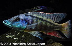 Lichnochromis Acuticeps "Malawi Gar" - Sanctuary Cichlids