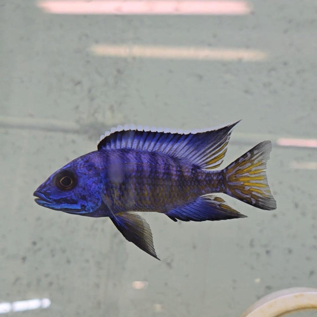 Aulonocara Koningsi "Blue Regal Mbenji"