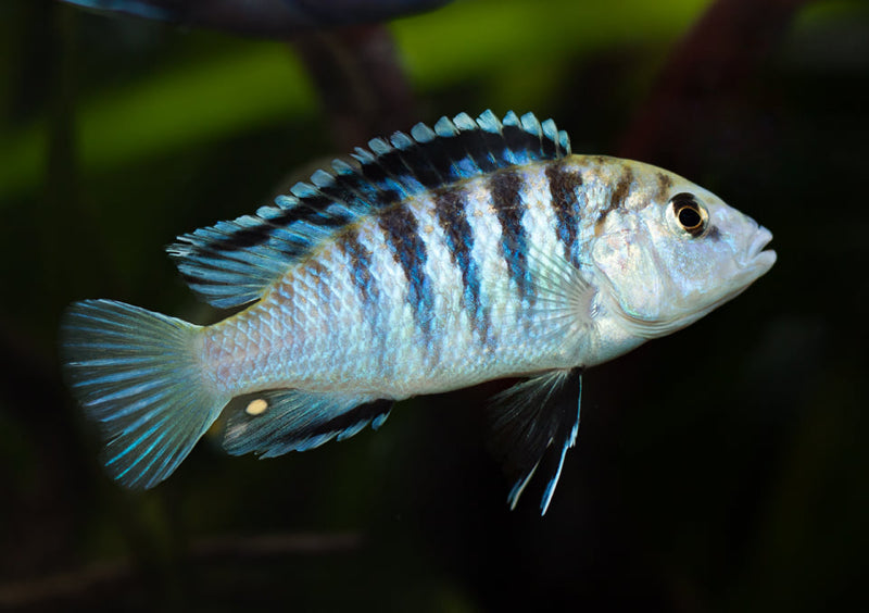 Labidochromis sp. Zebra Lundo Island