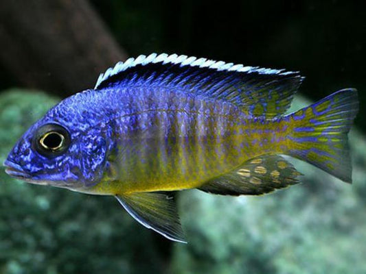 Aulonocara sp. "Midnight Hueseri" - Sanctuary Cichlids