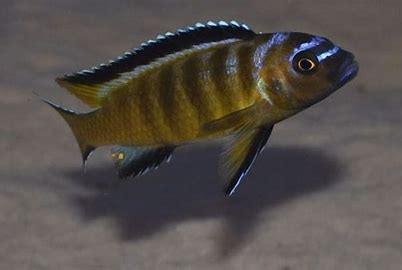 Pseudotropheus sp. 